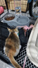 【京东快递】仙女逗猫棒猫咪玩具带铃铛逗猫神器耐咬羽毛逗猫棒 羽毛粉色款1支 实拍图