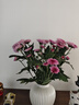 【七彩小雏菊】鲜切花混搭混色多头鲜花插瓶水养花期长七夕礼物 粉紫色小雏菊50CM5枝 实拍图