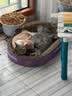 麦富迪猫粮营养pro双鲜肉乳鸽鸡肉全期免疫猫粮成幼猫无谷天然粮 【双鲜肉+姬松茸】助力免疫好吸收100g试吃 实拍图