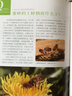 昆虫Q&A（自然观察丛书） 实拍图