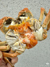 【活蟹】湖鲜阳澄大闸蟹全母4.5-4.8两8只去绳足重现货鲜活海鲜超大螃蟹送礼生鲜礼盒装 实拍图