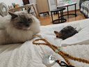 WEYES冻干4拼混合肉碎桶500g宠物猫狗零食冻干鸡肉鸡胸肉鸭肉粒营养 实拍图