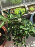 临雅【带果发货】四季金桔树年桔可食用冬季客厅年宵花盆栽金橘子树苗 金桔树+原土盆 实拍图