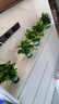 双盟绿萝盆栽除甲醛花卉绿植办公室新房净化空气 120款10盆源头直发 实拍图