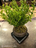 开时果 小叶赤楠盆景摆件 办公室桌面绿植花卉好养盆栽植物源头直发包邮 【推荐款】舍得紫砂盆+苔藓+底座 实拍图