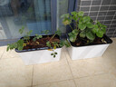 德沃多肥料种菜盆长方形种植箱塑料加厚自动吸水花盆种菜箱蔬菜种植盆 小号 实拍图