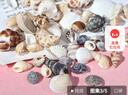 天然海螺贝壳鱼缸水族箱造景装饰工艺品收藏小礼物 天然贝壳海螺100g装【40个左右】 多种款式混装随机发货 实拍图