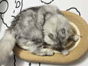 POPOCOLA剑麻猫抓板耐磨不掉屑猫窝一体猫爪板耐抓藤编猫咪超大号猫抓盆盘 实拍图