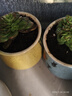 奥美优多肉花盆陶瓷家用绿植植物盆栽透气防烂根粗陶大口径花盆小号 实拍图