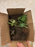 多肉植物精选图片品种发货照图办公室室内阳台桌面图片品种指定品 乙女心+蒂亚+姬胧月+黄丽+盆土 实拍图