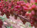 京鲜生 克伦森无籽红提 净重4斤装葡萄/提子 克伦生 源头直发 实拍图