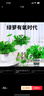 双盟绿萝盆栽除甲醛花卉绿植办公室180款加仑自吸水盆8盆装源头直发 实拍图