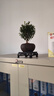 开时果 小叶赤楠盆景摆件 办公室桌面绿植花卉好养盆栽植物源头直发包邮 【热销款】舍得紫砂盆+黑石+底座 实拍图