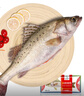 仙泉湖三去大白蕉海鲈鱼2斤/条净膛冷冻刺少肉厚海鲜水产生鲜食材 实拍图