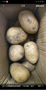 山东新鲜黄心土豆农家自种黄皮马铃薯黄心洋芋新鲜蔬菜 山东黄心大豆大果5斤 含箱 实拍图