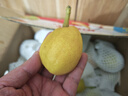 京鲜生 新疆库尔勒香梨 净重10斤 一级 单果100-120g 生鲜水果 实拍图