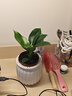 新大叶金钻绿公主盆栽植物除甲醛绿植办公室四季常青室内客厅摆放 【拍一发二】金钻+白南瓜吸水盆 含盆高度15-20厘米 实拍图
