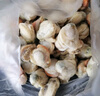 初鲜大号冷冻带黄扇贝肉净重2斤约80-120颗烧烤火锅食材海鲜水产送礼 实拍图