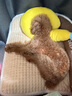 卫仕宠物亲和配方羊奶粉400g新生幼犬猫咪狗狗通用发情期术后营养补充 实拍图