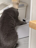 小佩智能【无线】饮水机MAX 宠物锂电池抑菌猫咪狗狗饮水喝喂水器 【可沸水清洗版】无线饮水机MAX2 实拍图
