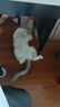 疯狂的主人多春鱼冻干猫零食350克小鱼干满籽增肥发腮补钙成猫幼猫补充营养 实拍图
