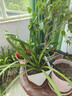 劉閣蘭花四季素心大凤素现带花苞出售有香味的花苗室内阳台绿植物花卉盆栽 2苗连体裸根 实拍图