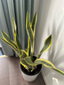 植男植女大型金边虎皮兰植物客厅卧室办公室绿色观叶花卉绿植盆栽源头直发 实拍图