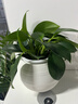 植男植女金钱树大型盆栽植物室内客厅办公室四季常青招财好养绿植源头直发 实拍图