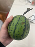 【夏季专属】正宗手撕西瓜2k小糖丸西瓜薄皮西瓜新鲜采摘产地直发 西瓜 小糖丸带箱4-5斤(1-2粒) 实拍图