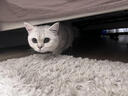 涴喵 纯种宠物猫咪活体金银渐层幼猫全程辅助养猫签订合同双重保障 宠物级 银渐层猫 实拍图