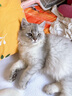 佳朔金渐层活体宠物猫咪幼猫纯种英短全程辅助养猫签订合同双重保障 宠物级 英短银渐层 实拍图