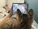 崇尚美3+Y型折叠iPad11保护套适用2026款iPadair8/7保护壳Pro11寸磁吸苹果10代亚克力iPad9带笔槽硬壳 3+Y型折叠【香芋紫】带磁吸 iPadAir8/Air7/Air6 ( 实拍图