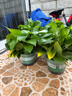 双盟绿萝盆栽除甲醛花卉绿植办公室新房净化空气180加仑4盆装源头直发 实拍图