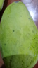 甜萌果蔬芒果金煌芒水仙芒果青皮大芒果甜心芒海南新鲜水果次日孕妇达送礼 王者级｜单果450g+【老树果】 5斤装【80%选择|超值推荐】净4.5斤 实拍图