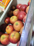 野凰现摘当季云南昭通丑苹果冰糖心苹果水果新鲜脆甜2025新苹果丑苹果 70-75mm中果 5斤净重（彩箱包装） 实拍图