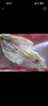 万景 北海淡干手撕鱿鱼干 净重250g/袋(19-22只)海鲜干货  煲汤烧烤 实拍图