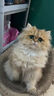 LEGENDSANDY蓝氏全价猫粮成猫幼猫生骨肉冻干粮猎鸟乳鸽系列 猎宴火鸡1.5kg 实拍图