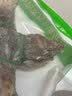 蛤蚧一对带头足（2只）蛤蚧精制中药材 gejie进口哈蚧补肺益肾纳气定喘助阳益精 泡酒中药材店铺 一对/两只（特大号肩宽约15-16cm） 实拍图