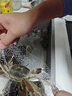 【活蟹】网兜蟹辽宁盘锦河蟹稻田河蟹礼盒螃蟹鲜活大闸蟹无绳净重 公母对蟹丨0.9-1.2两【5对】10只 实拍图