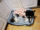 licheers猫狗窝小型犬宠物猫咪睡垫冬季舒适保暖泰迪中大型犬狗垫子 XL号 实拍图