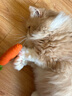 欢宠网猫玩具猫咪磨牙棒逗猫棒猫薄荷自嗨解闷耐咬神器猫猫小猫幼猫宠物 实拍图