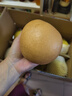 山东丰水梨子新鲜水果黄皮花脆甜酥翠冠酥雪梨当季采摘源头直发 丰水梨4.5斤  单果300g+ 实拍图