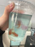 招财宠物鱼冷水观赏草金鱼锦鲤鱼好养耐活包邮包活 【1-3厘米】 招财金鱼3条装 实拍图