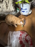 憨憨乐园猫草磨牙棒猫草棒猫咪幼猫零食鸡肉冻干排毛化毛球小猫条食品 实拍图