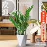 植男植女金钱树大型盆栽植物室内客厅办公室四季常青招财好养绿植源头直发 实拍图