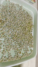 北蔬 水培豌豆蔬菜种子菜芽苗菜发芽盆育苗盘无土栽培 水培豌豆苗套餐 实拍图