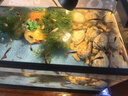 阔庭（KUOTING）鱼缸水族箱生态桌面鱼缸新款懒人鱼缸过滤制氧一体机黑色【大号】 实拍图