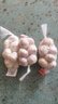 山东金乡蒜大蒜出口标准精选大蒜头蔬菜调料单果5cm 出口标准网兜装箱 1300g 5-5.5cm特大 实拍图