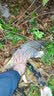 富源百川318S鲢鳙鱼竿手竿轻量大物竿钓鱼竿台钓杆黑坑巨物钓竿碳素鱼杆 5.4m 318S鲢鳙大物竿 硬 实拍图