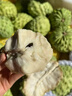 甜萌果蔬广西牛奶释迦果番荔枝摩尼佛头果【顺丰多地次日达】新鲜水果礼盒 3斤装【80%选择丨店长力荐】净2.5斤 【精品福果·诚心之选】单果约150g+ 实拍图